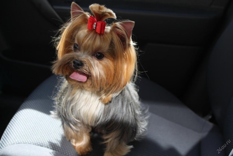 Йорк девочка мини бейби фейс