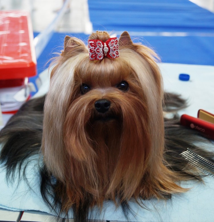 Йоркширский терьер стрижки