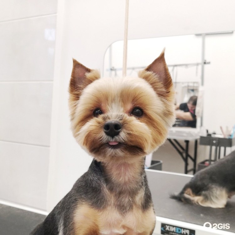 Йоркширский терьер стандарт стрижки