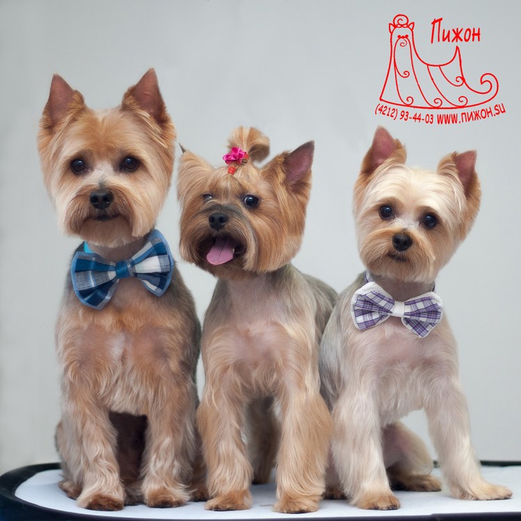 Лысый Йоркширский терьер