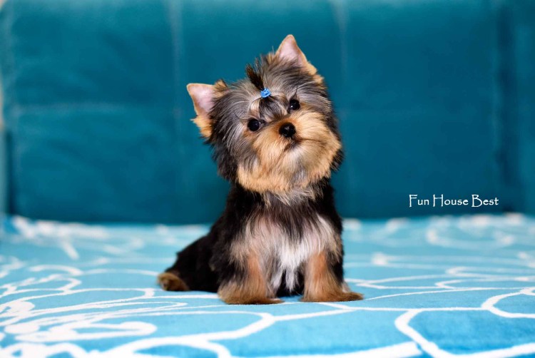 Стрижка Йорка на спине