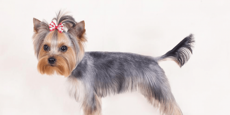 Стрижки йоркширского терьера девочки мини до и после