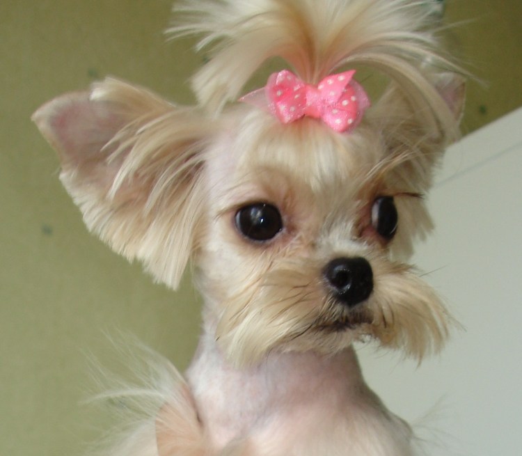 Йорки девочки Беби