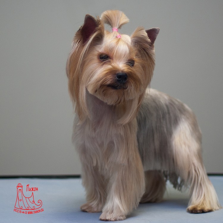 Стрижка для ершистый терьер