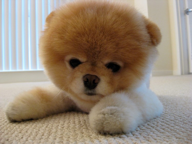 Королевский чау-чау