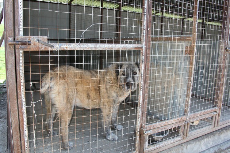 Щенки в приюте