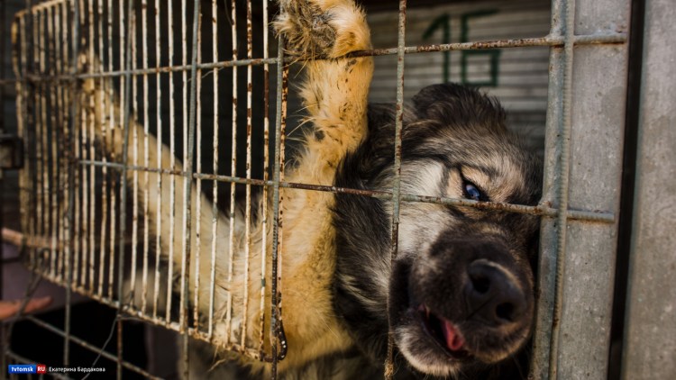 Приют для собак в Хотьково