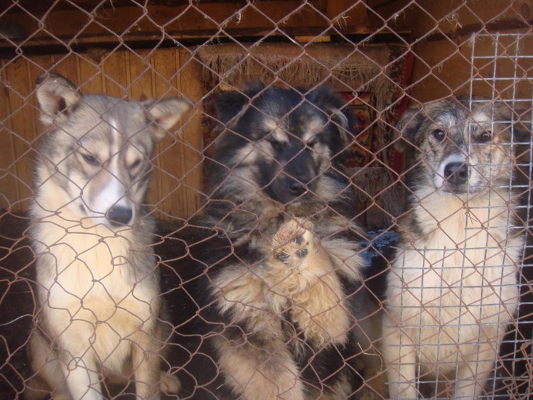 Сайт приюта для бездомных собак в Хабаровске