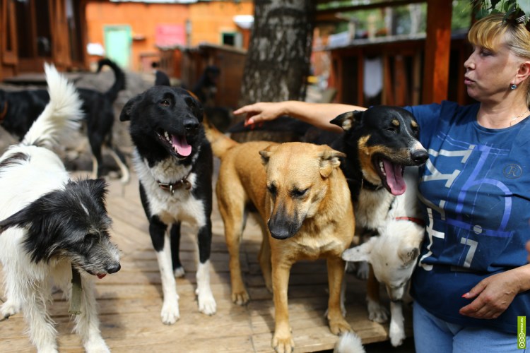 Приют для бездомных животных в Москве