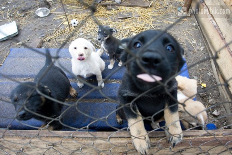 Краснодог приют для животных Краснодар собаки