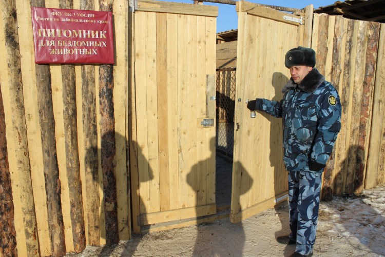 Отлов безнадзорные животные