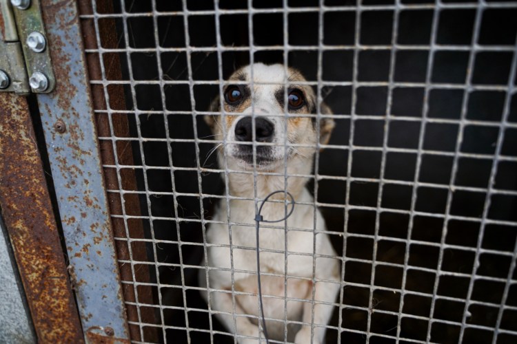 Приют для собак в Арзамасе