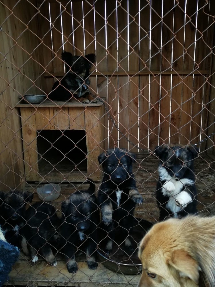 Приют для животных