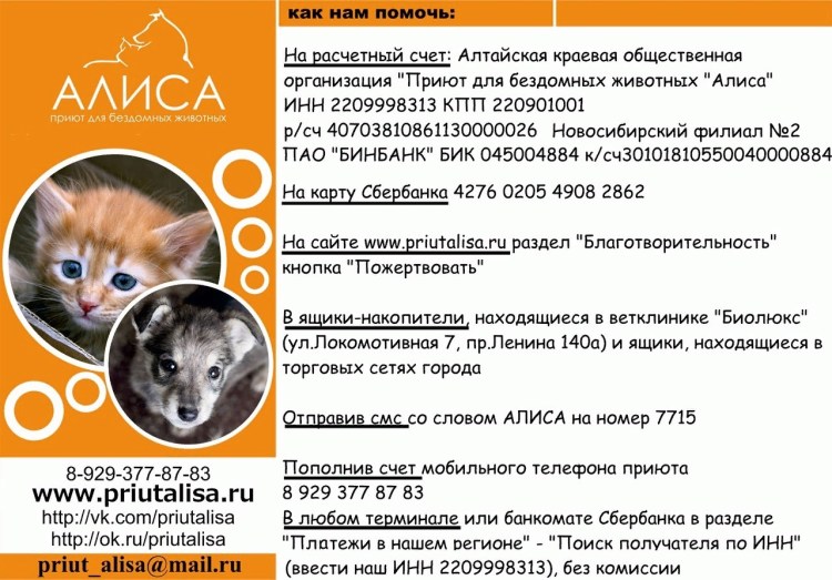 Приют для собак в Архангельске