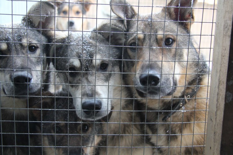 Собаки в клетке в приюте
