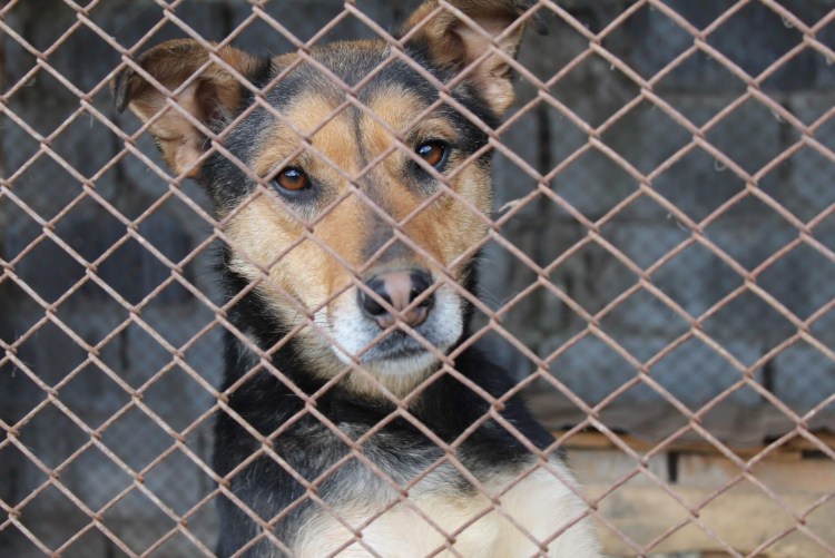 Приют добрые руки Томск