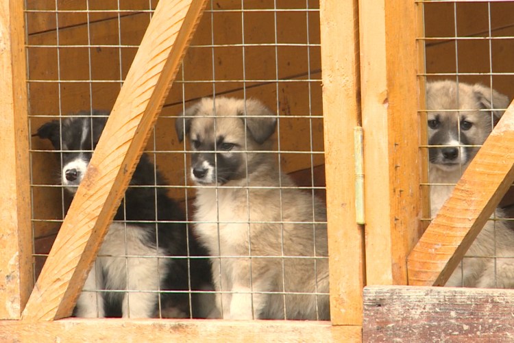 Пролетарская 121 Саранск приют