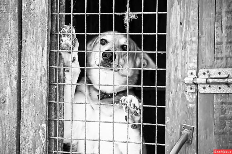 Приют собак Ангарский