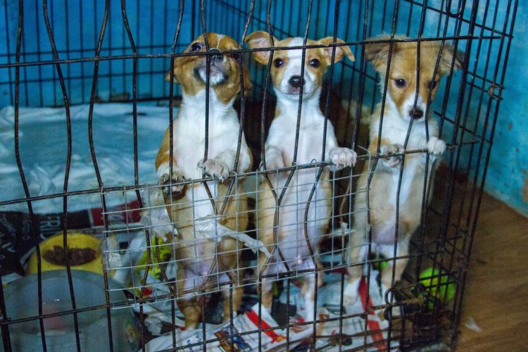 Поездка в приют для животных