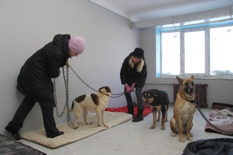 Приют для бездомных животных в Москве