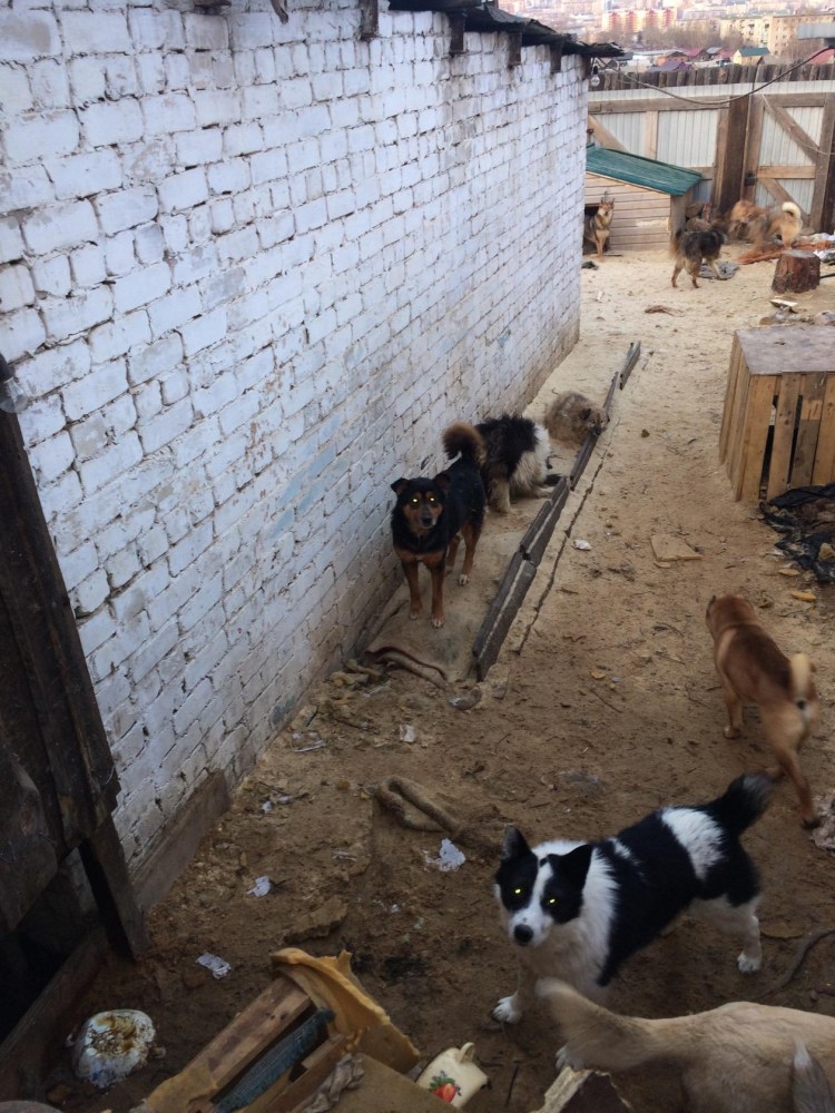 Приют для бездомных собак в Москве