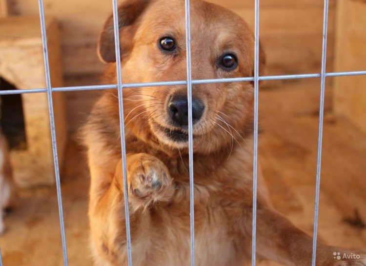 Шадринский приют для бездомных животных