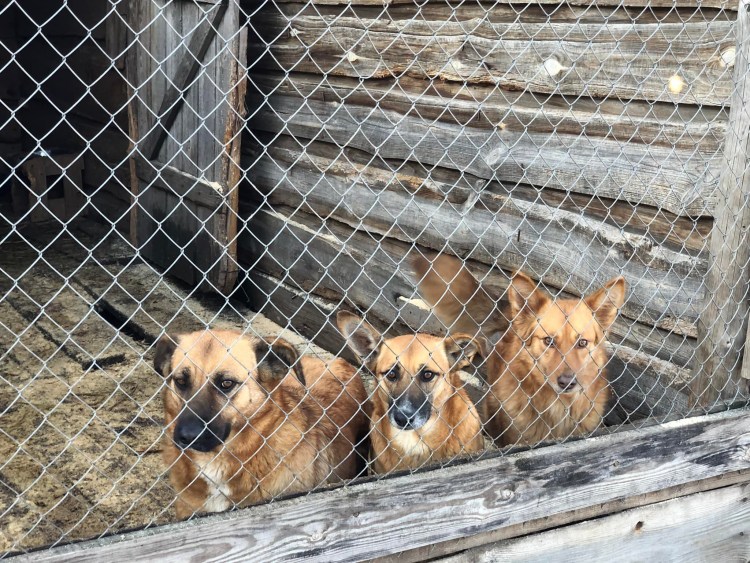 Приют пять звезд Иркутск