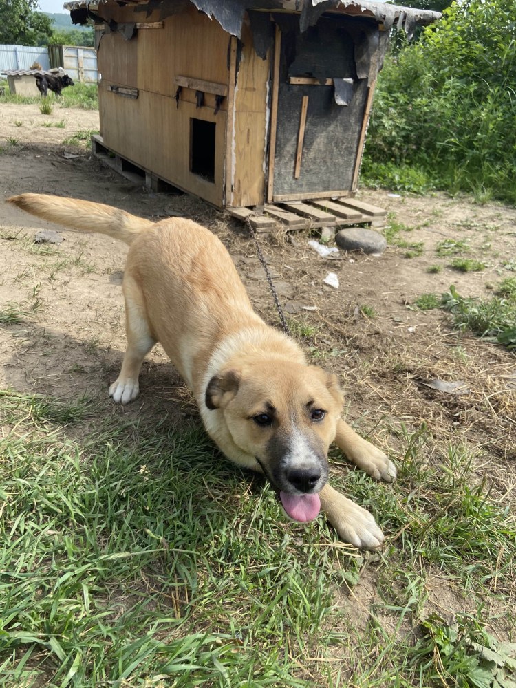 Ишим приют для бездомных животных