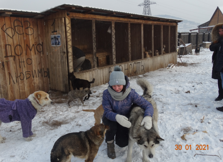Голодные собаки в приюте