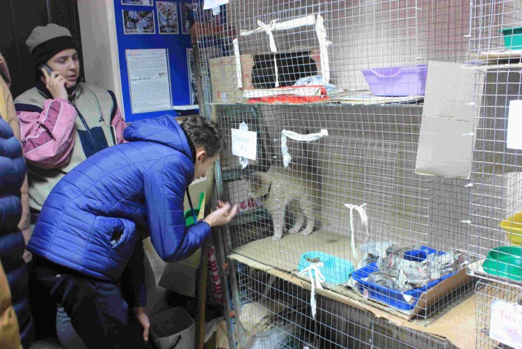 Воронежский приют для собак