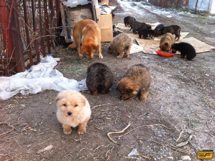 Приют для бездомных собак в Москве