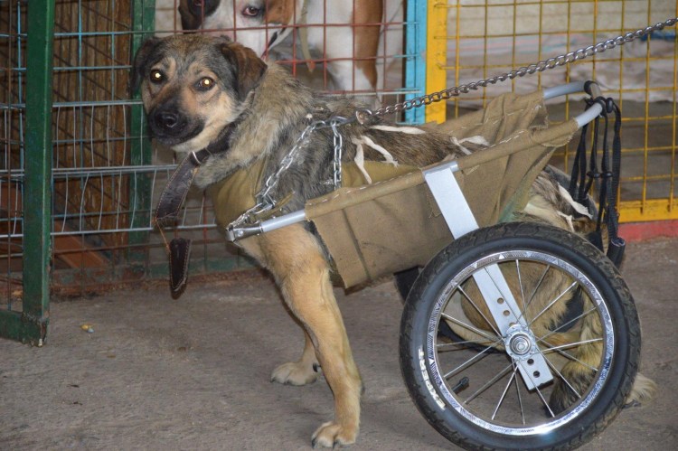 Приют для животных