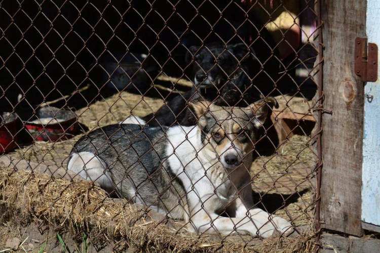 Приют для животных в Екатеринбурге приют для