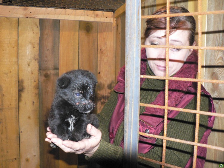 Приют для животных Тихвин