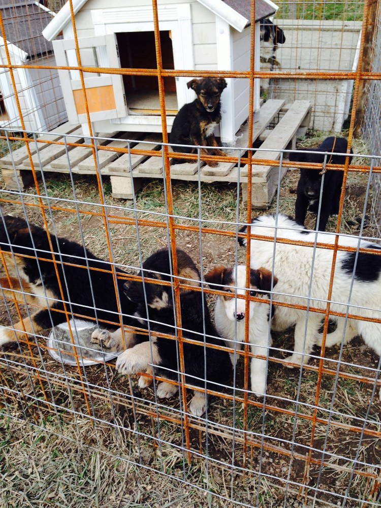 Приют для бездомных животных в Новосибирске