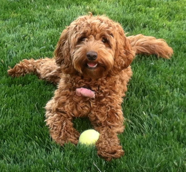 Лабрадудель миниатюрный