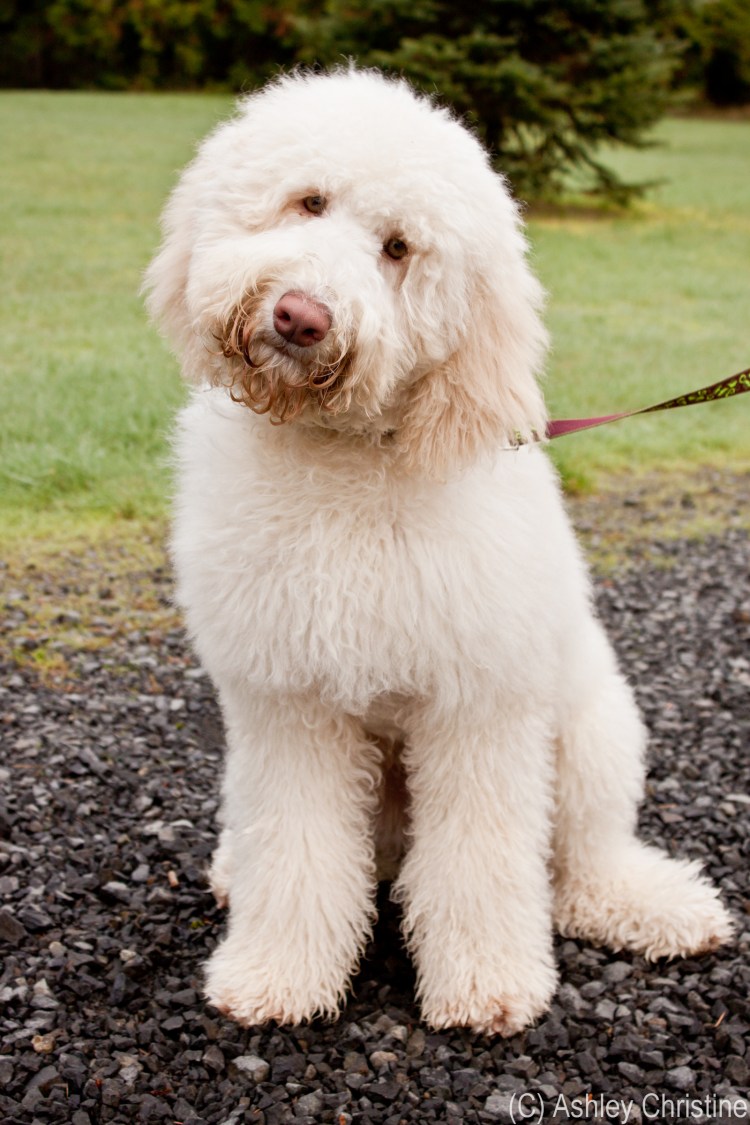 Лабрадудль улыбается