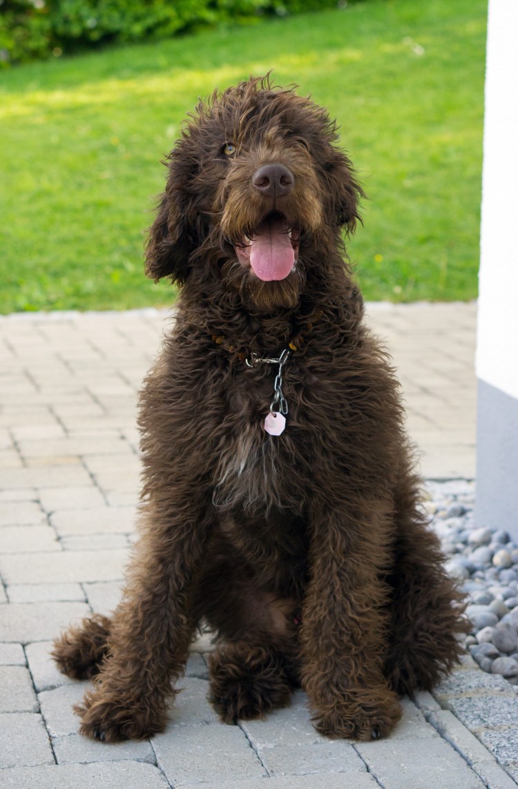 Лабрадудель щенок