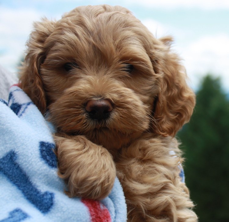 Лабрадудль коббердог