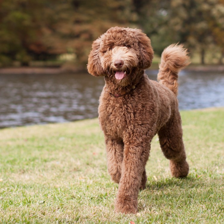 Порода лабрадудель