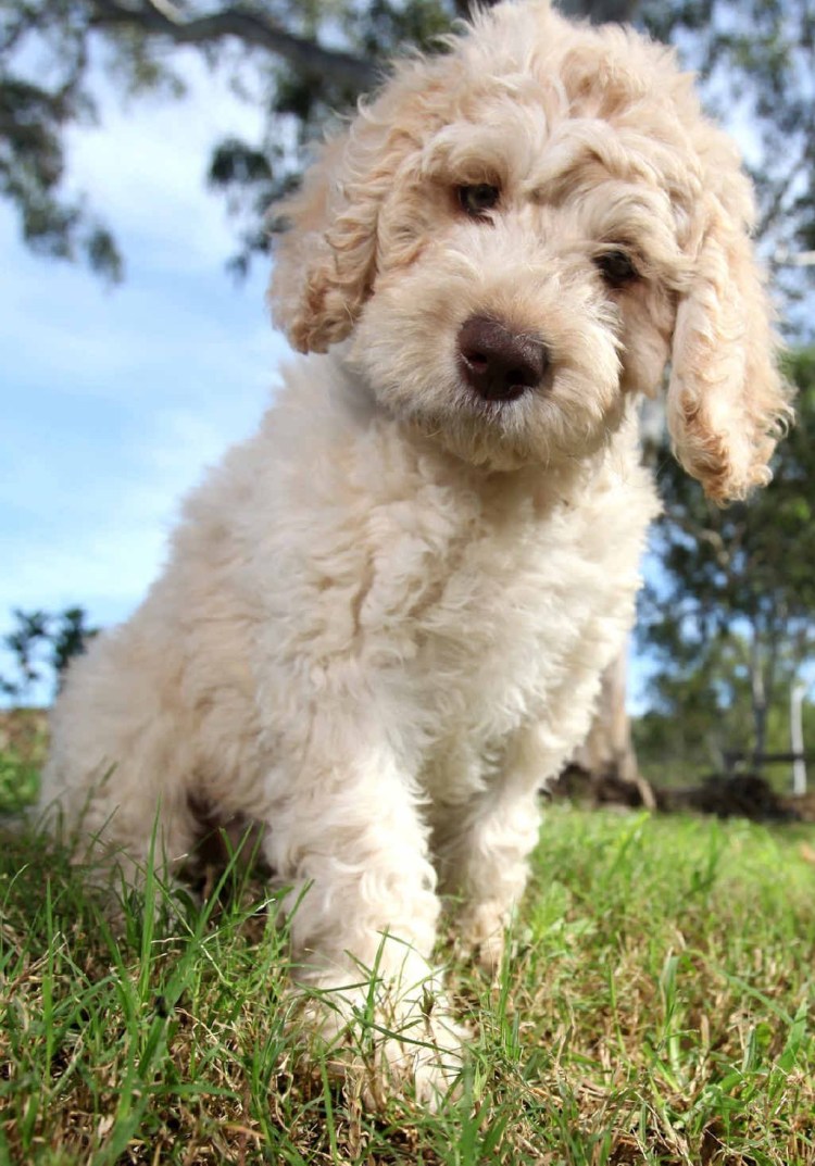 Порода лабрадудель