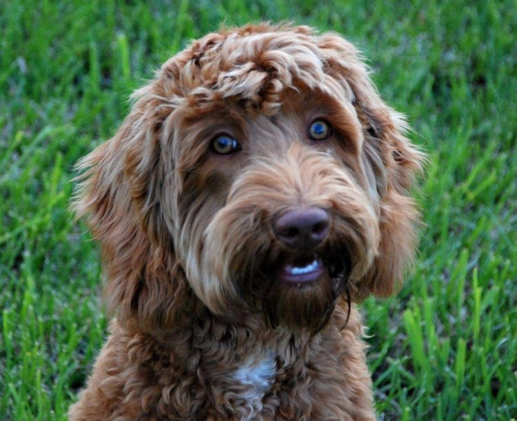 Лабрадудль карликовый