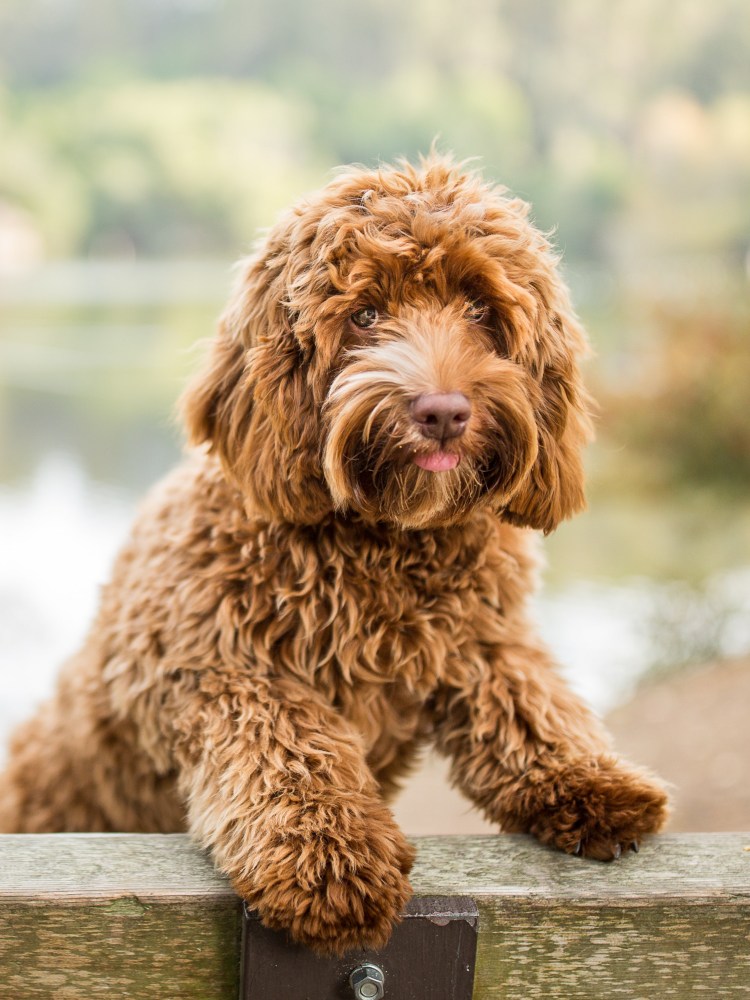 Австралийский лабрадудель