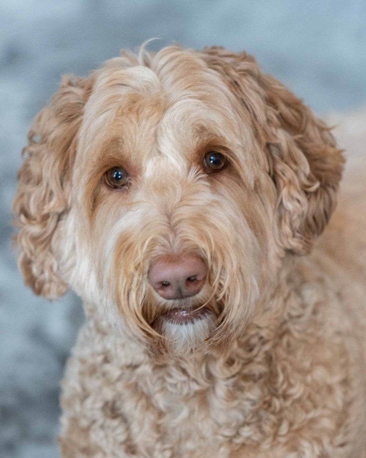 Спаниель лабрадудель