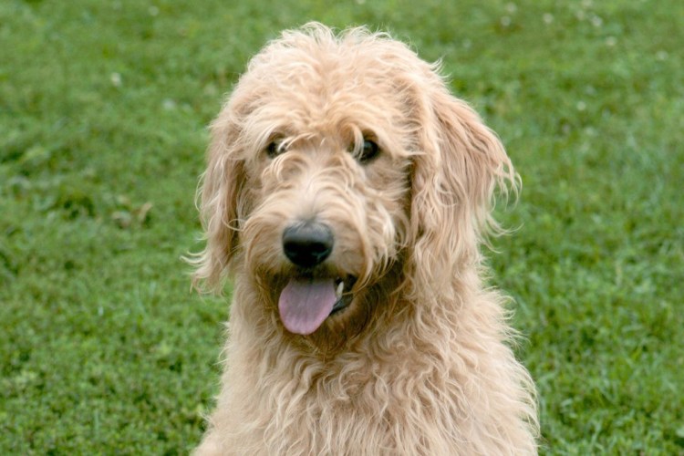 Лабрадудль коббердог австралийский