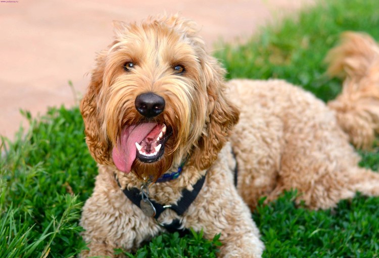 Порода лабрадудель