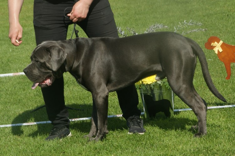 Кане Корсо некупированный