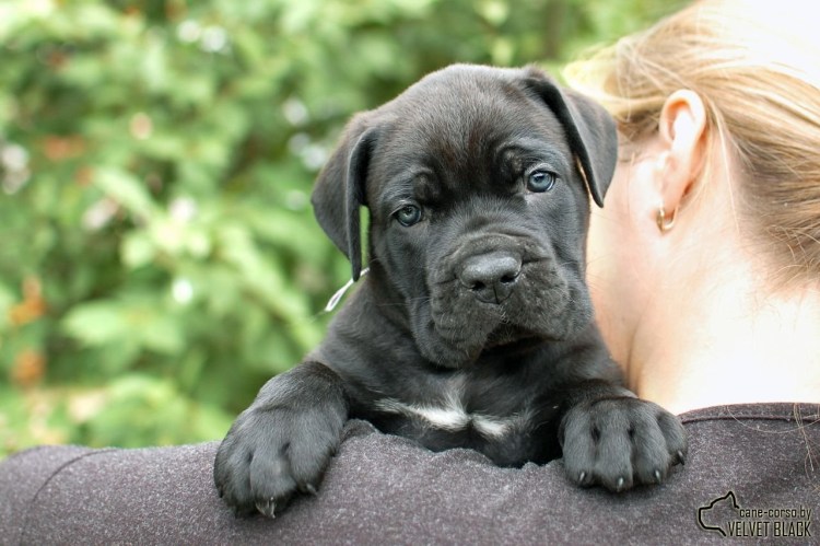 Кане Корсо некупированный