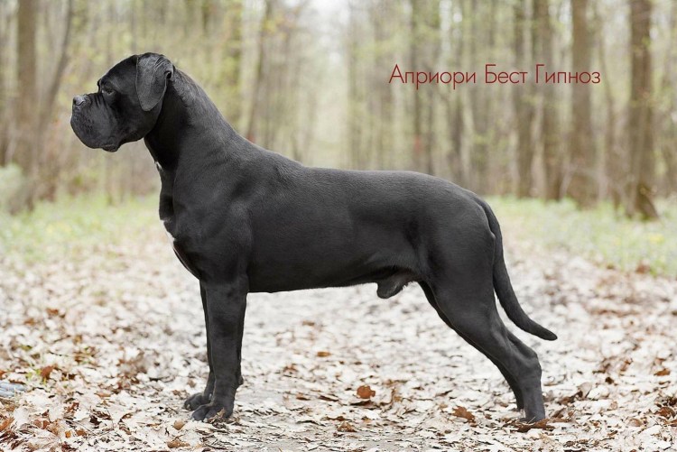 Кане Корсо некупированный