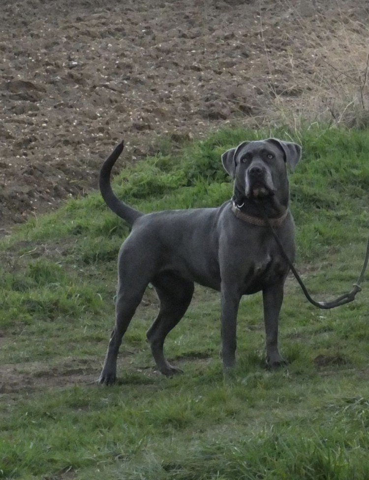 Кане Корсо серый некупированный